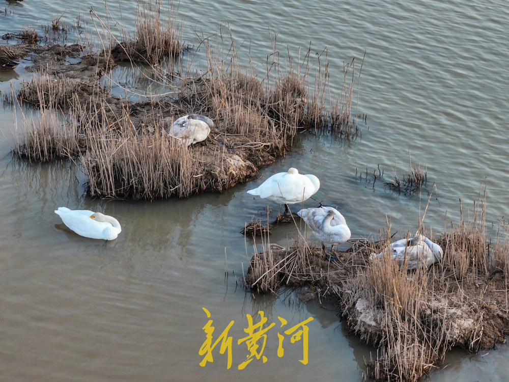 候鸟齐聚黄河岸！济南鹊山水库沉沙池变身“天鹅剧场”