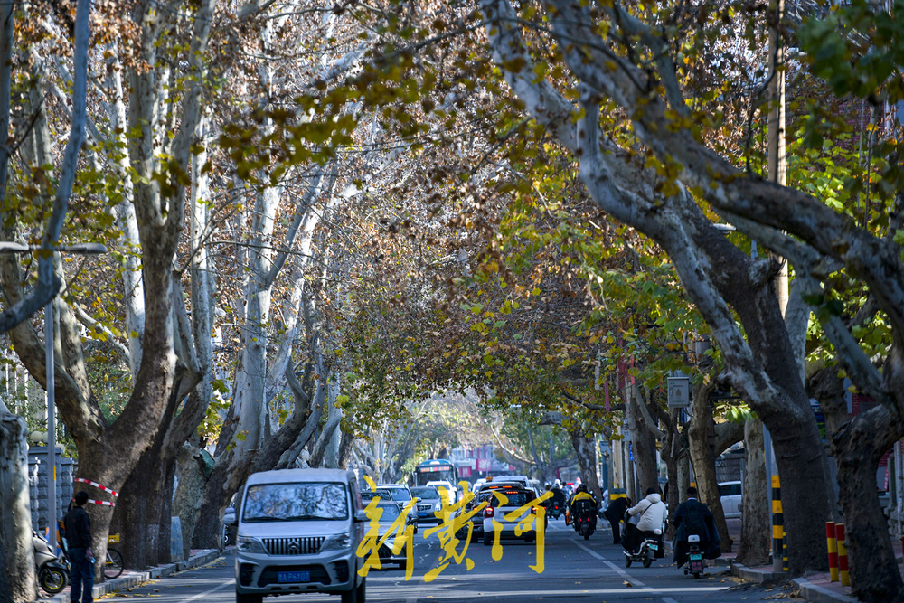 一年四季 泉在济南丨百年法桐织就“金色时光隧道” 济南老商埠冬日披金装