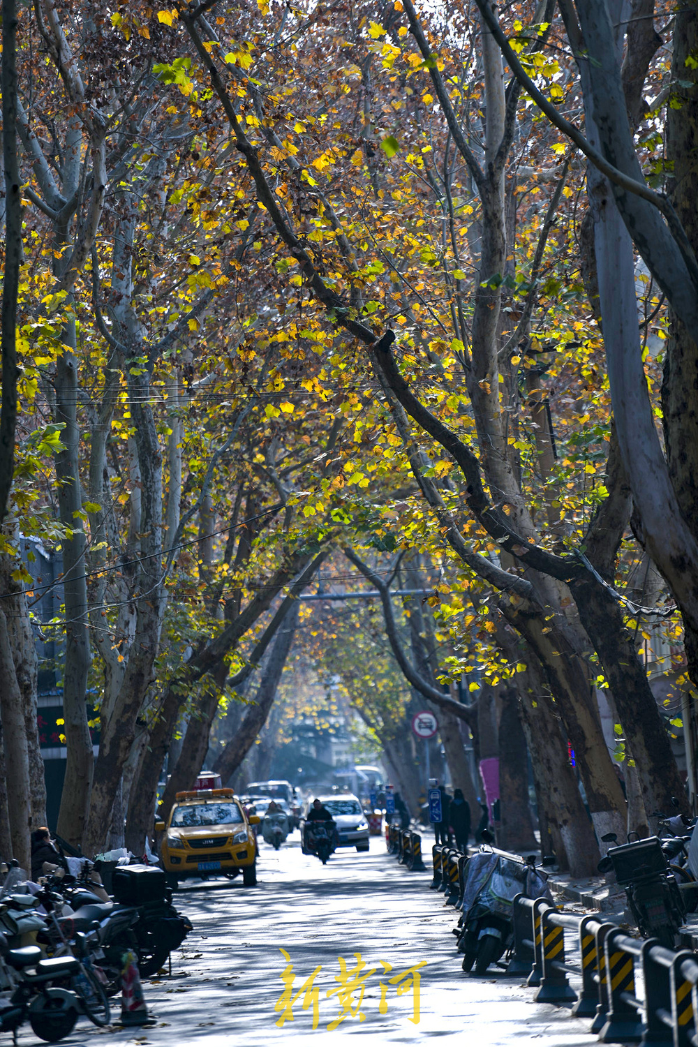 一年四季 泉在济南丨百年法桐织就“金色时光隧道” 济南老商埠冬日披金装