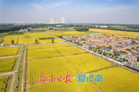 济南：乡兴潮涌 泉城沃野万象新