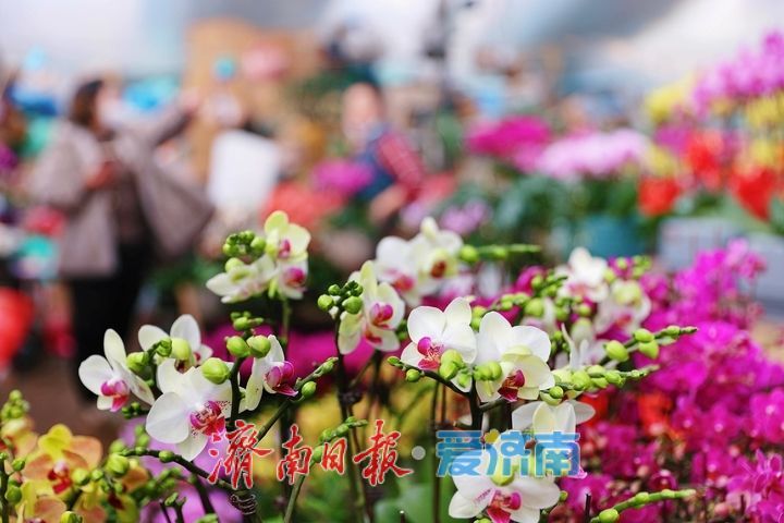 一年四季 泉在济南丨元旦临近 鲜花走俏