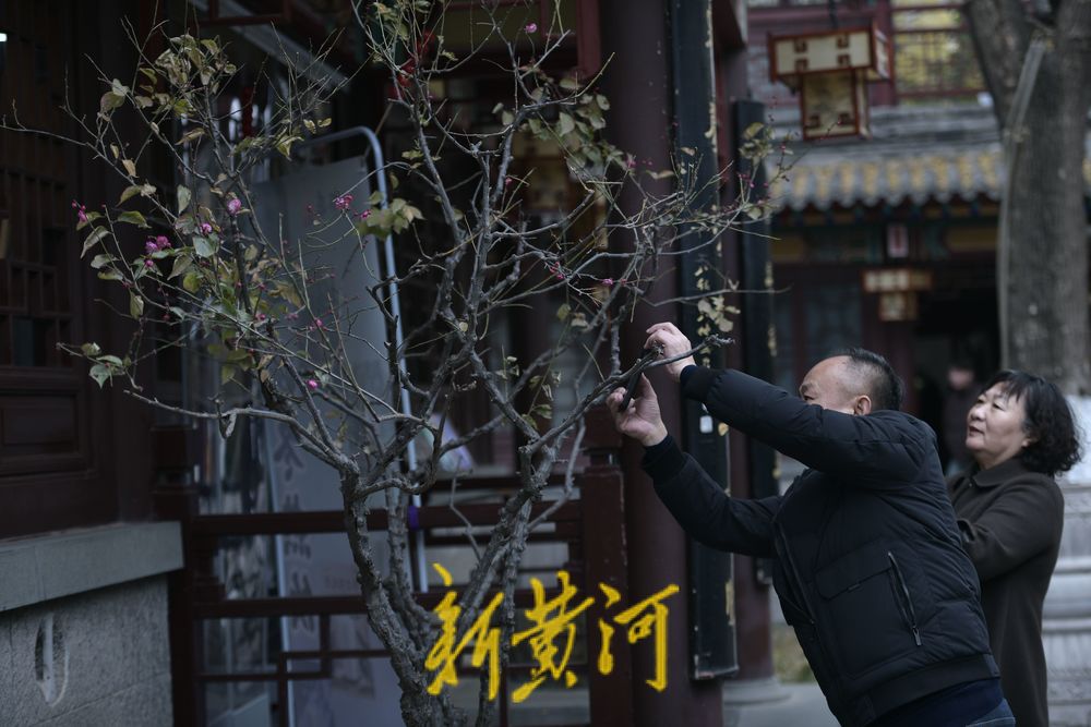 济南冬日里的惊喜，趵突泉畔蜡梅花开