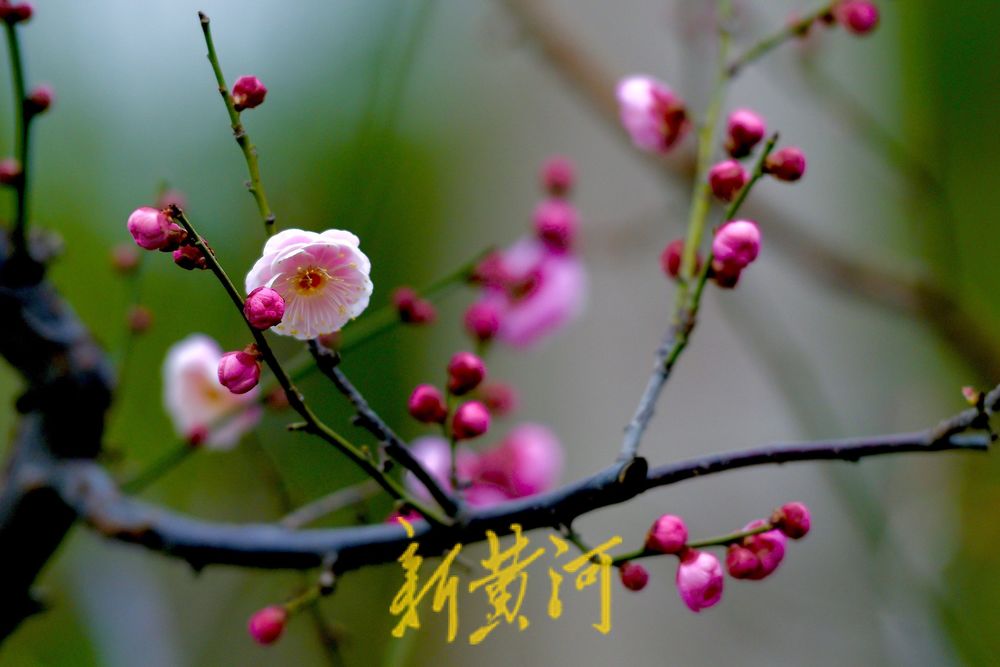 济南冬日里的惊喜，趵突泉畔蜡梅花开