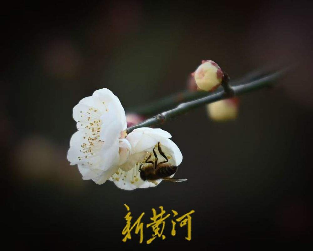 济南冬日里的浪漫 趵突泉畔梅花盛放清香醉人