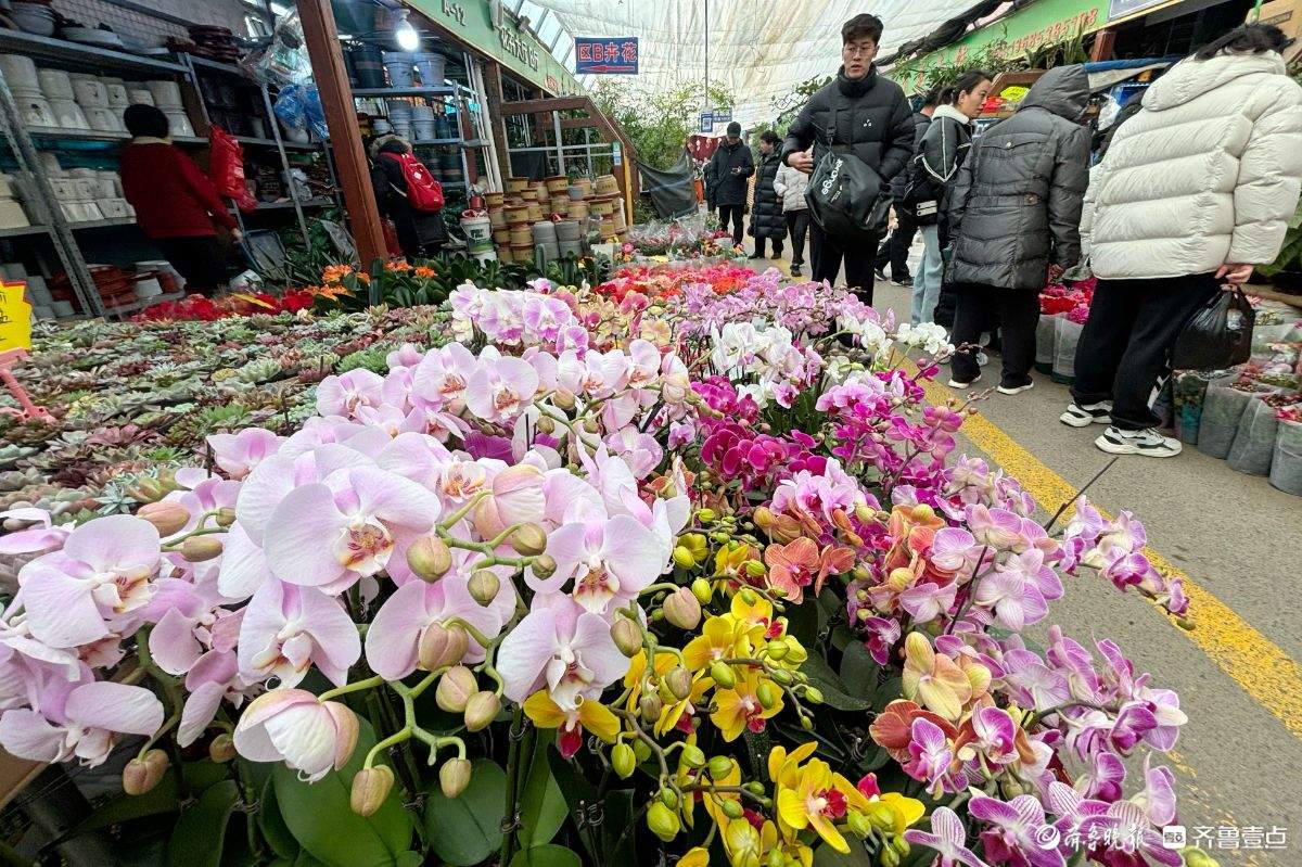 济南年花市场迎春早 蝴蝶兰唱“主角”三角梅成新宠