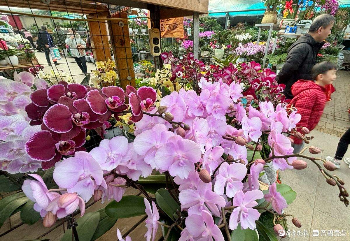 济南年花市场迎春早 蝴蝶兰唱“主角”三角梅成新宠