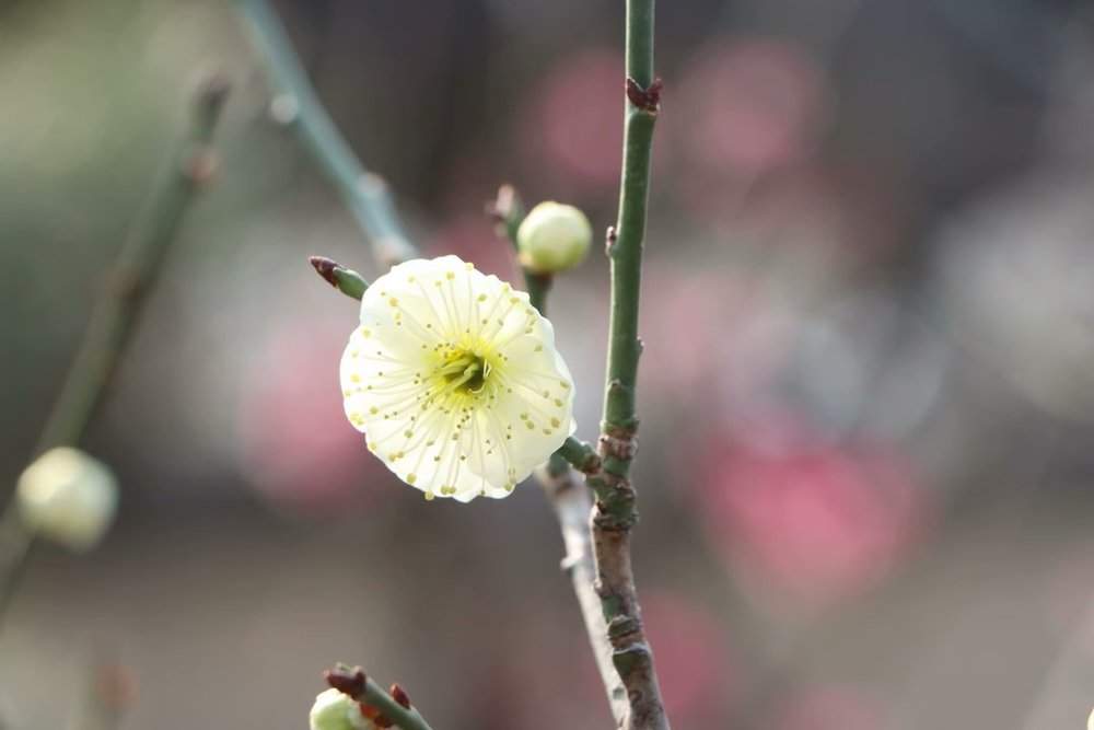 提前两个多月开放，趵突泉畔“梅”景迷人
