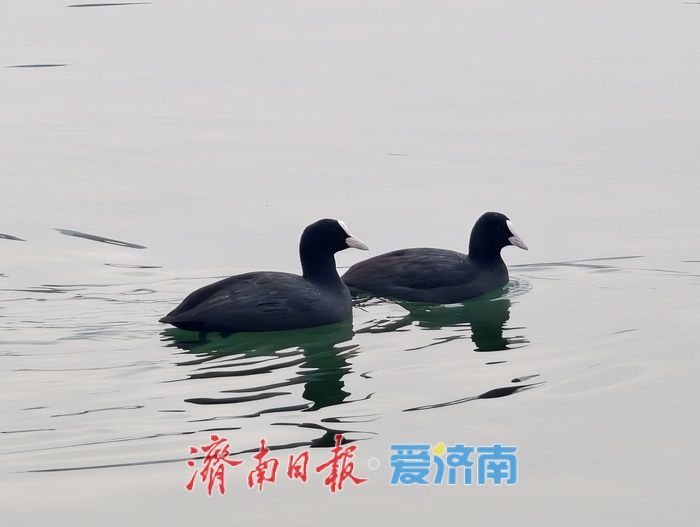 一年四季 泉在济南丨白骨顶鸡“组团”栖息越冬,见证泉城生态之美