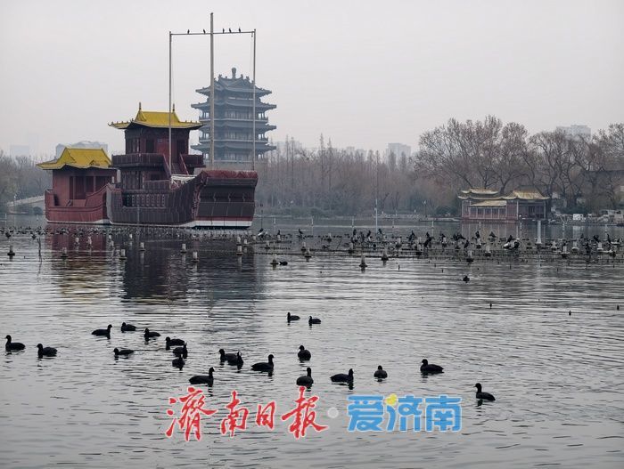 一年四季 泉在济南丨白骨顶鸡“组团”栖息越冬,见证泉城生态之美