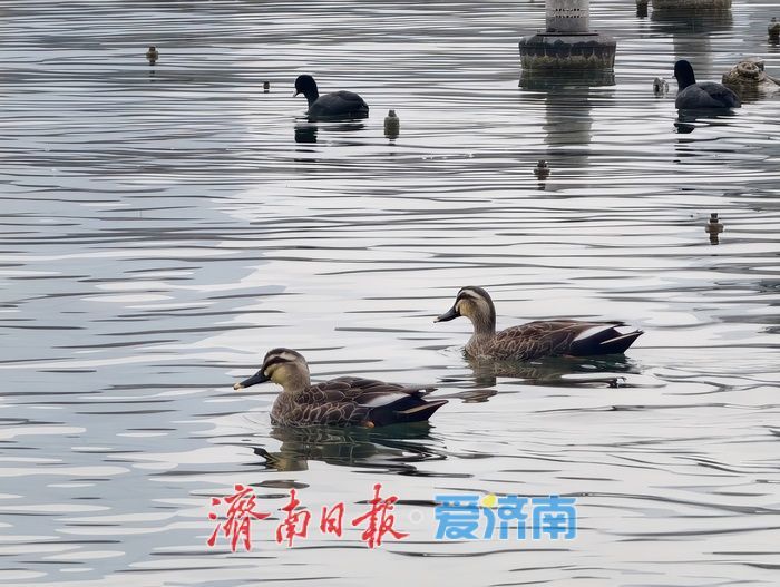 一年四季 泉在济南丨白骨顶鸡“组团”栖息越冬,见证泉城生态之美