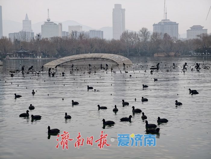 一年四季 泉在济南丨白骨顶鸡“组团”栖息越冬,见证泉城生态之美