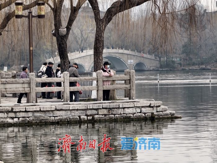 一年四季 泉在济南丨白骨顶鸡“组团”栖息越冬,见证泉城生态之美