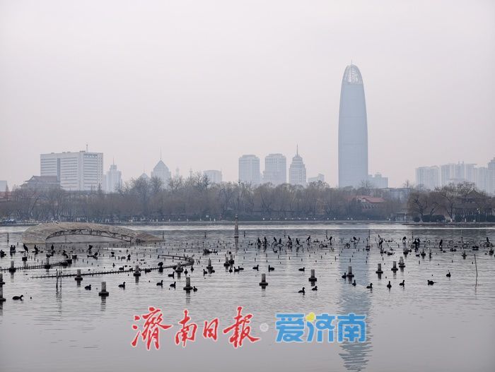 一年四季 泉在济南丨白骨顶鸡“组团”栖息越冬,见证泉城生态之美