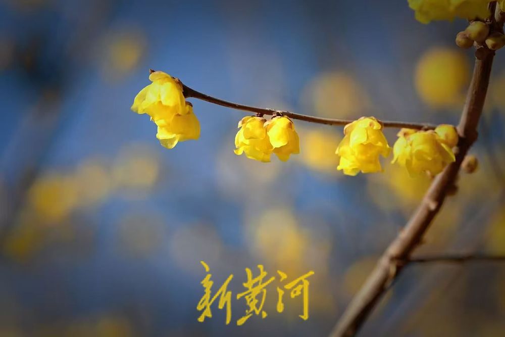 济南大明湖东岸腊梅花开添诗意