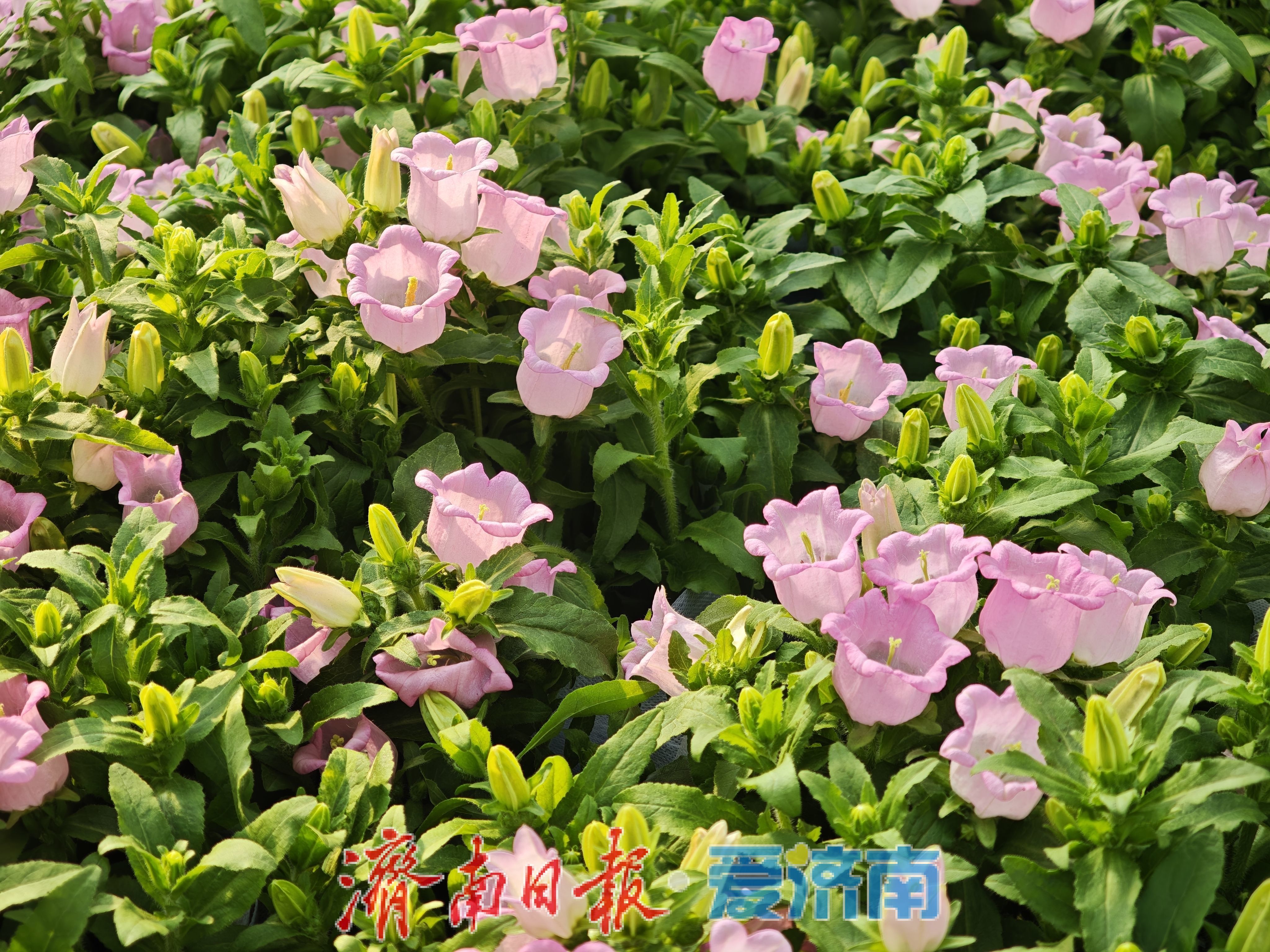 济南富莱花卉市场年花销售火热,蝴蝶兰“新装”引追捧