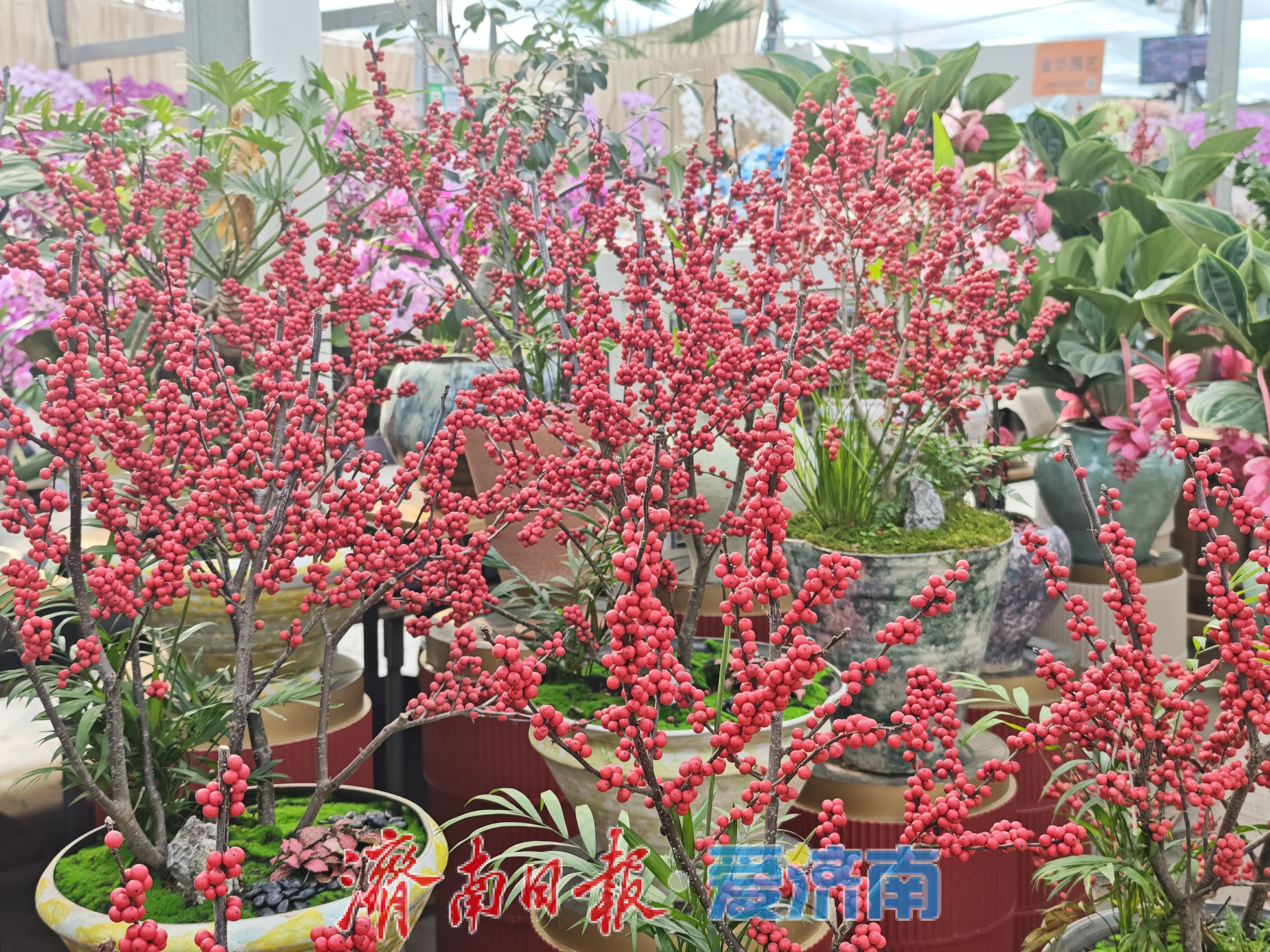 济南富莱花卉市场年花销售火热,蝴蝶兰“新装”引追捧
