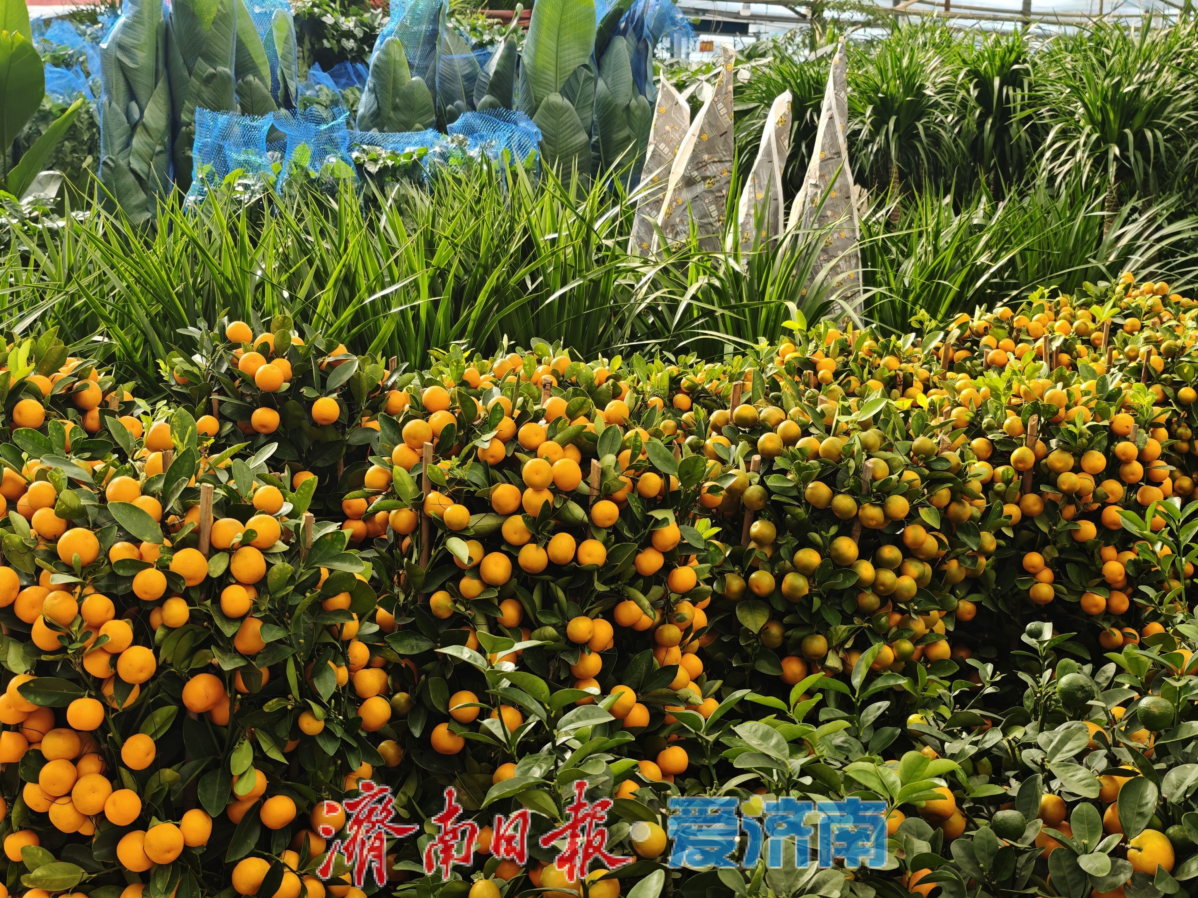 济南富莱花卉市场年花销售火热,蝴蝶兰“新装”引追捧