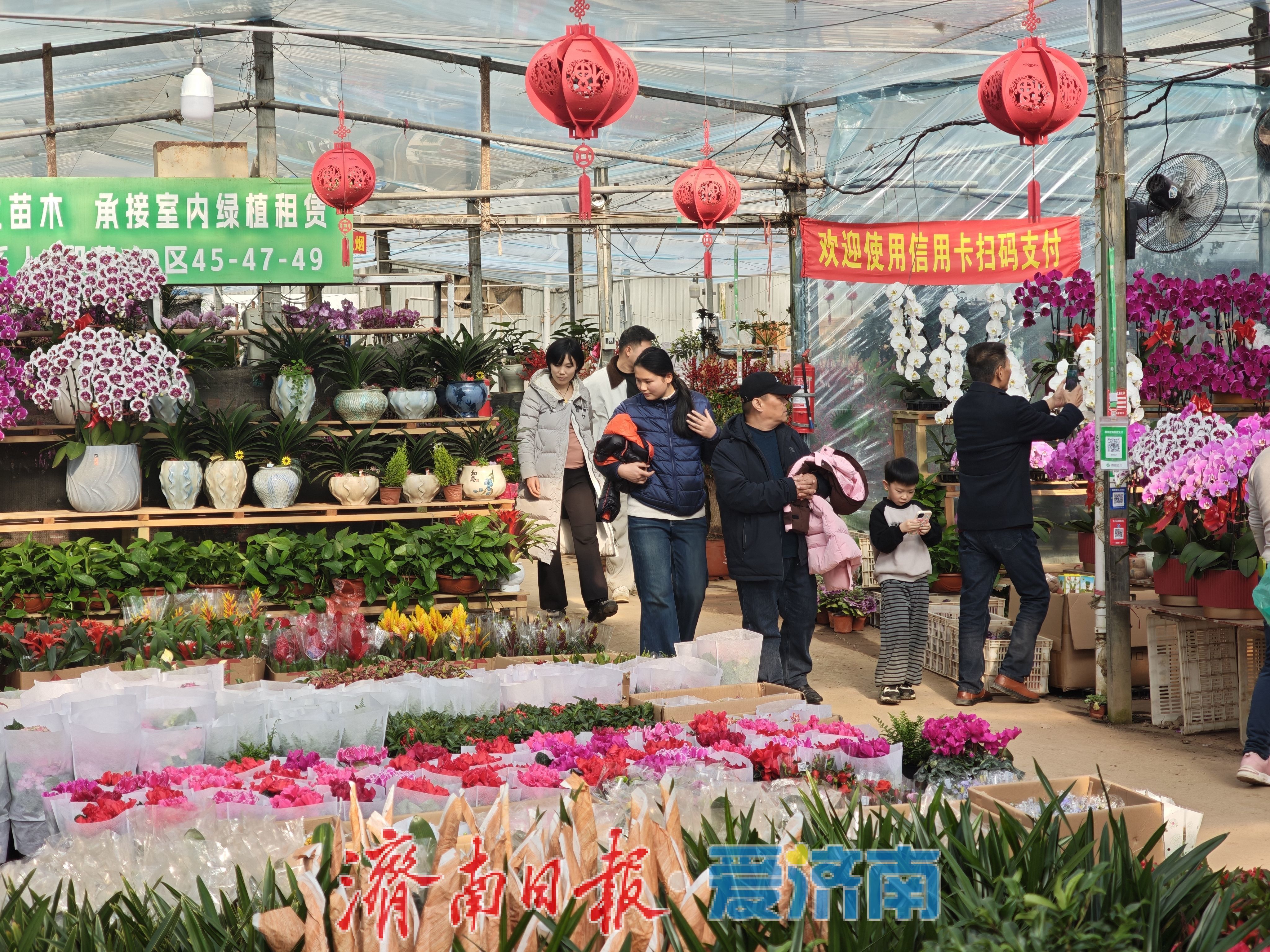 济南富莱花卉市场年花销售火热,蝴蝶兰“新装”引追捧