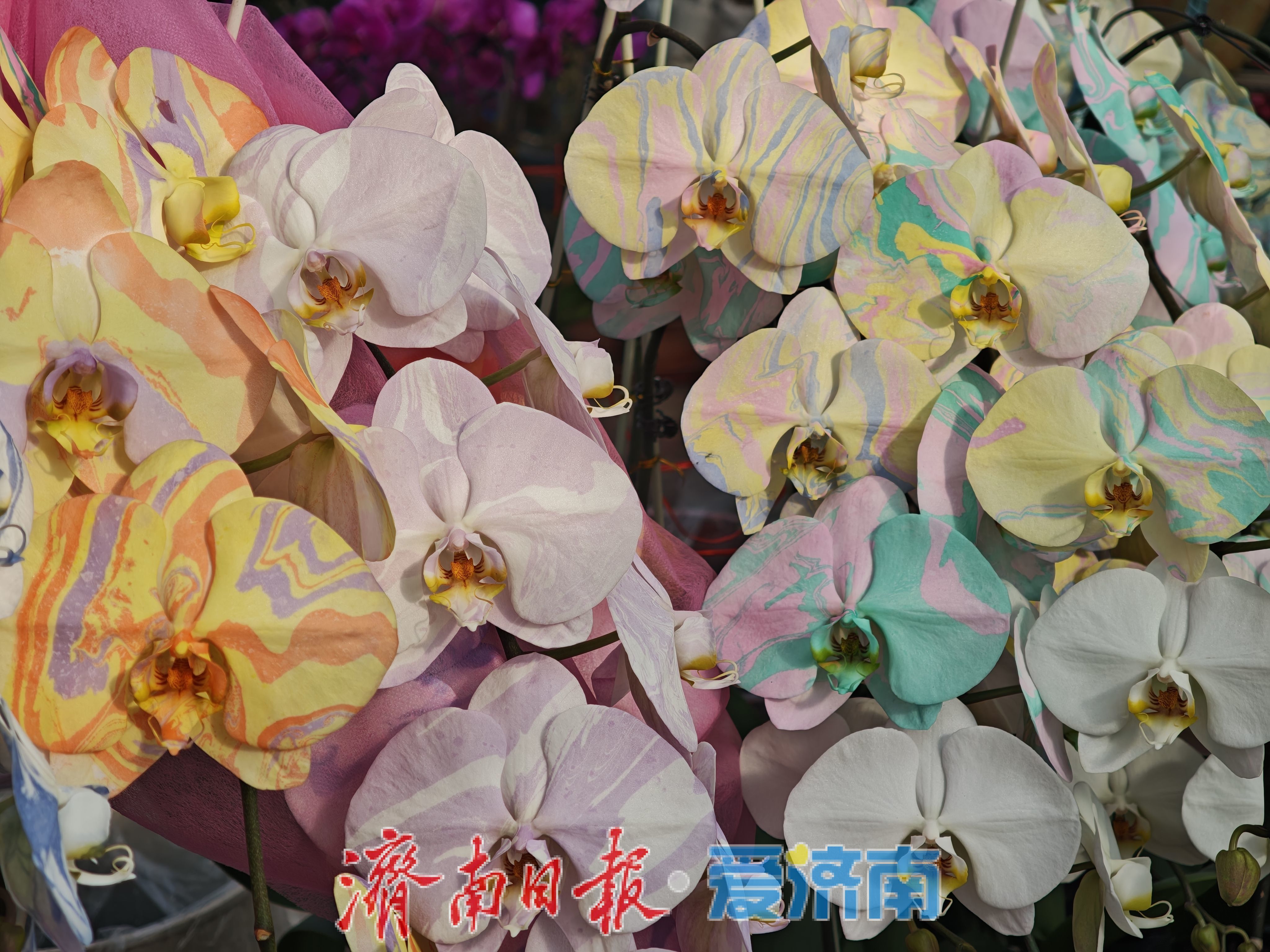 济南富莱花卉市场年花销售火热,蝴蝶兰“新装”引追捧