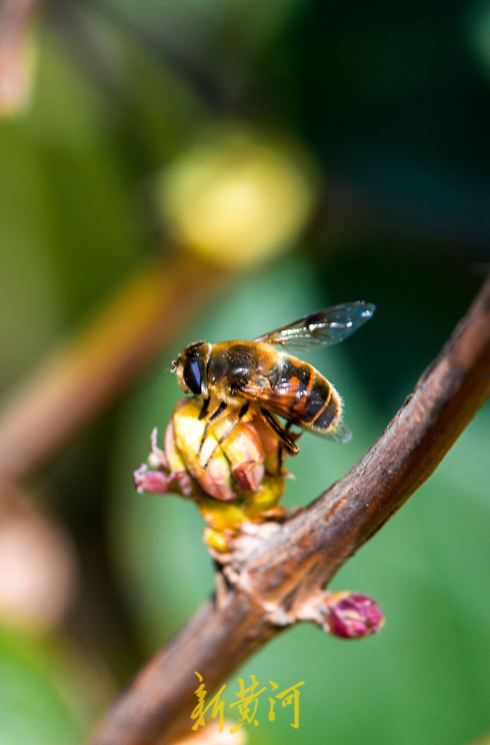 济南:二月春花三九开 蜜蜂赶早来采蜜