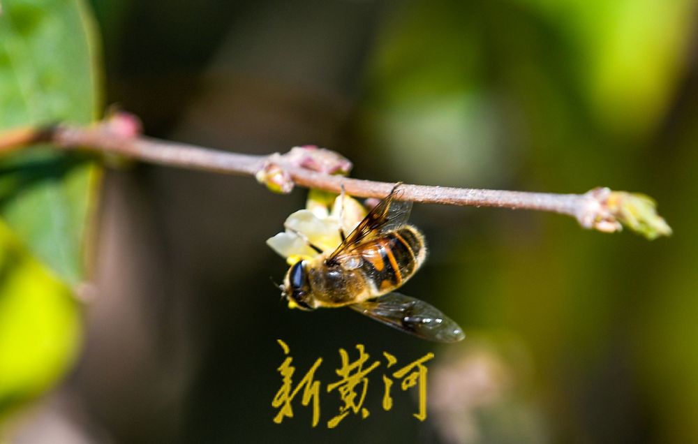 济南:二月春花三九开 蜜蜂赶早来采蜜