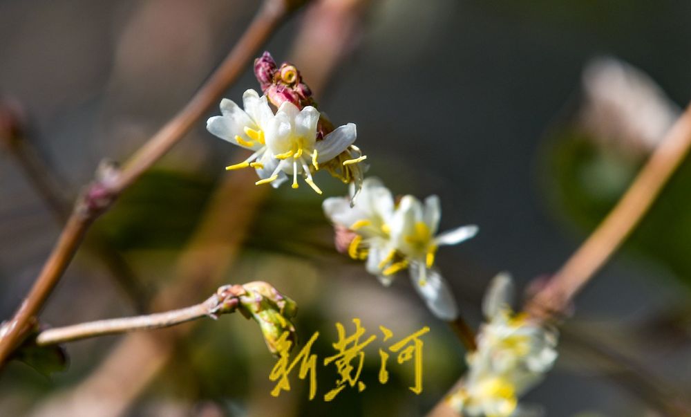济南:二月春花三九开 蜜蜂赶早来采蜜