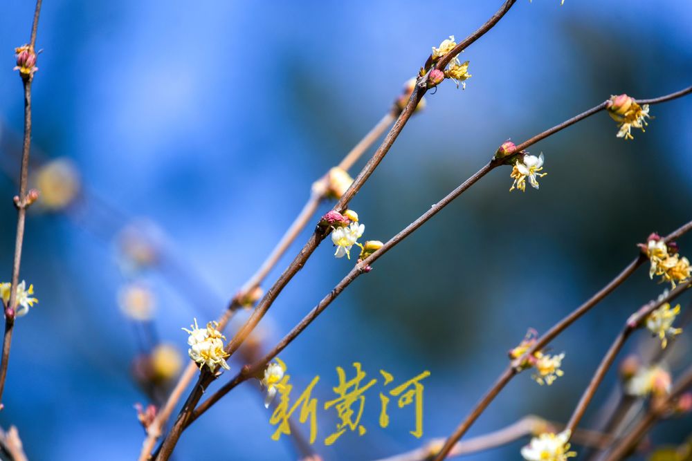 济南:二月春花三九开 蜜蜂赶早来采蜜