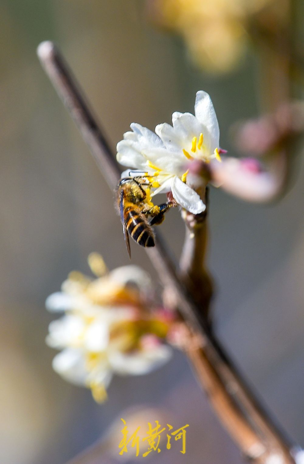 济南:二月春花三九开 蜜蜂赶早来采蜜