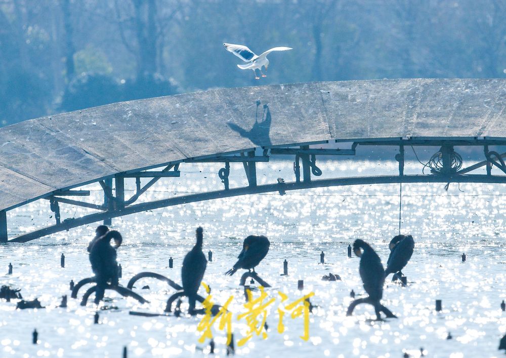 寒冬的鸟类“避风港” ：野生鸟驻足济南大明湖喷泉晒太阳