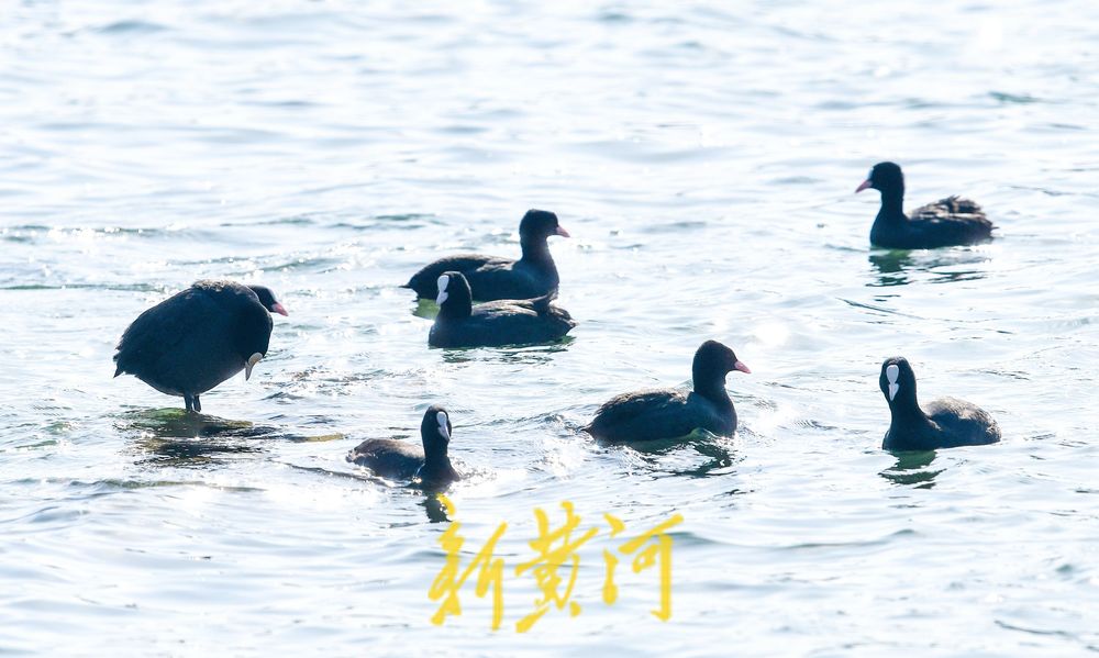 寒冬的鸟类“避风港” ：野生鸟驻足济南大明湖喷泉晒太阳