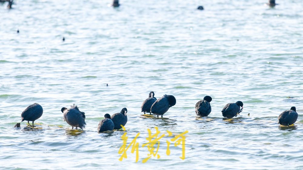 寒冬的鸟类“避风港” ：野生鸟驻足济南大明湖喷泉晒太阳