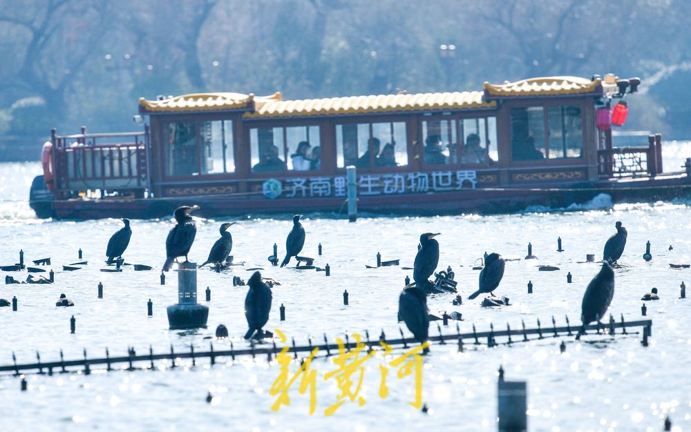 寒冬的鸟类“避风港” ：野生鸟驻足济南大明湖喷泉晒太阳