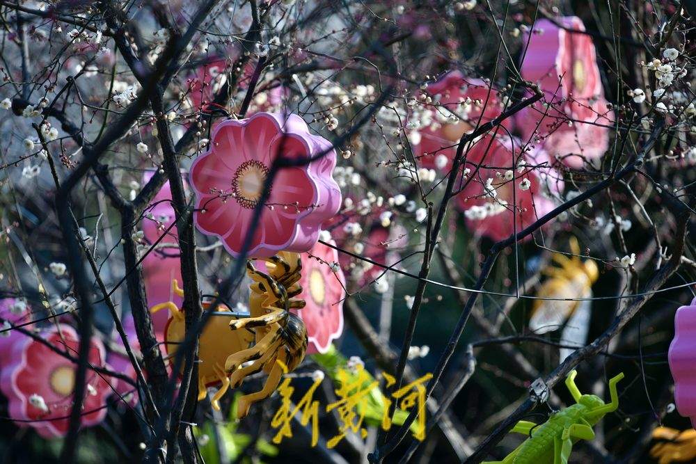 五龙潭迎春花灯启动安装 将化身梦幻光影乐园点亮泉城