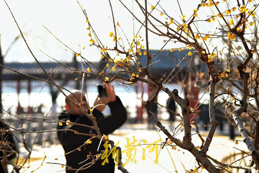 大明湖北岸铁公祠腊梅盛放 飘香引客来  