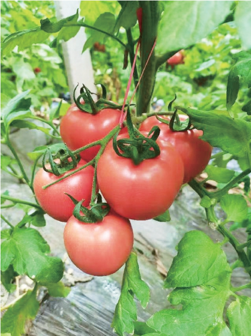 济南“冬闲”人不闲，寒冬沃野产业兴