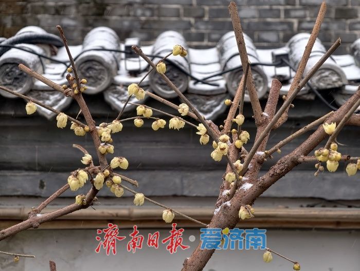 一年四季 泉在济南丨趵突泉畔,踏雪寻“梅”