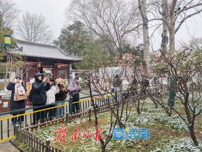 一年四季 泉在济南丨趵突泉畔,踏雪寻“梅”