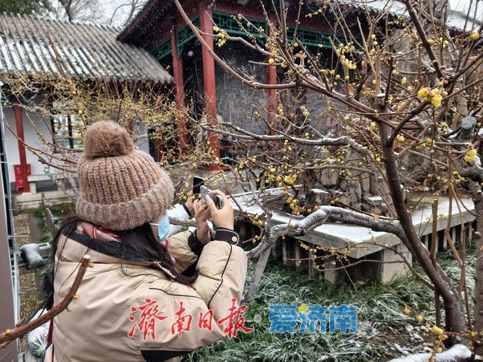 一年四季 泉在济南丨趵突泉畔,踏雪寻“梅”