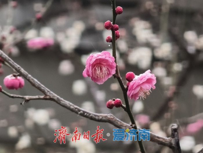 一年四季 泉在济南丨趵突泉畔,踏雪寻“梅”
