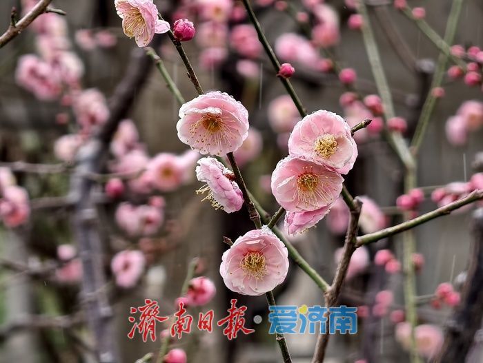 一年四季 泉在济南丨趵突泉畔,踏雪寻“梅”