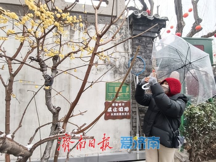 一年四季 泉在济南丨趵突泉畔,踏雪寻“梅”