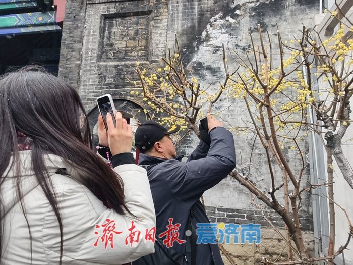 一年四季 泉在济南丨趵突泉畔,踏雪寻“梅”