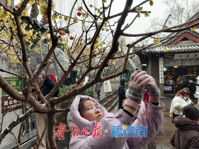 一年四季 泉在济南丨趵突泉畔,踏雪寻“梅”