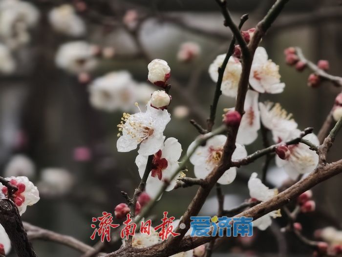 一年四季 泉在济南丨趵突泉畔,踏雪寻“梅”