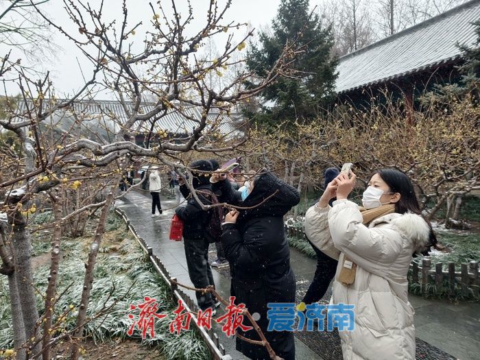 一年四季 泉在济南丨趵突泉畔,踏雪寻“梅”