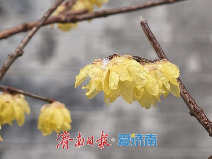 一年四季 泉在济南丨趵突泉畔,踏雪寻“梅”