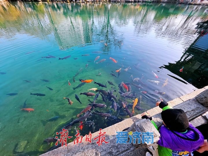 五龙潭水清澈见底 成群锦鲤“皆若空游无所依”