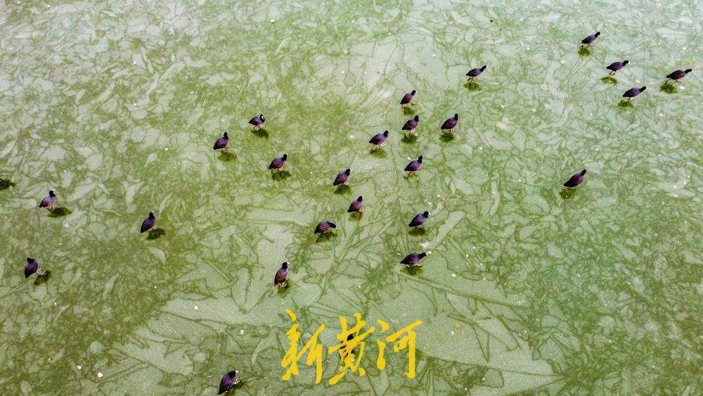 云锦湖变身济南野生鸟“溜冰场”