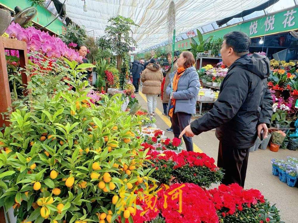 年味渐浓 济南年宵花迎销售旺季