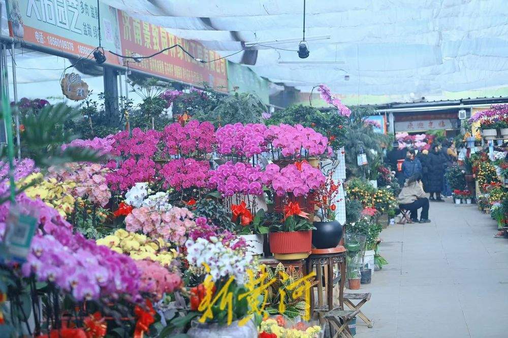 年味渐浓 济南年宵花迎销售旺季